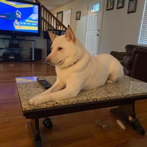 Meet your Posher, Joyce